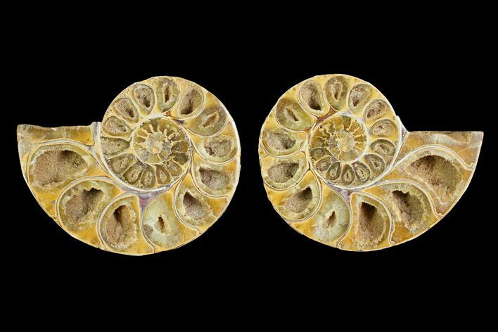 Cut & Polished Agatized Ammonite Fossil- Jurassic #131666